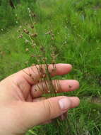 Imagem de Juncus trigonocarpus Steud.