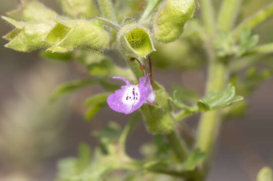 Image of cut-leaved germander