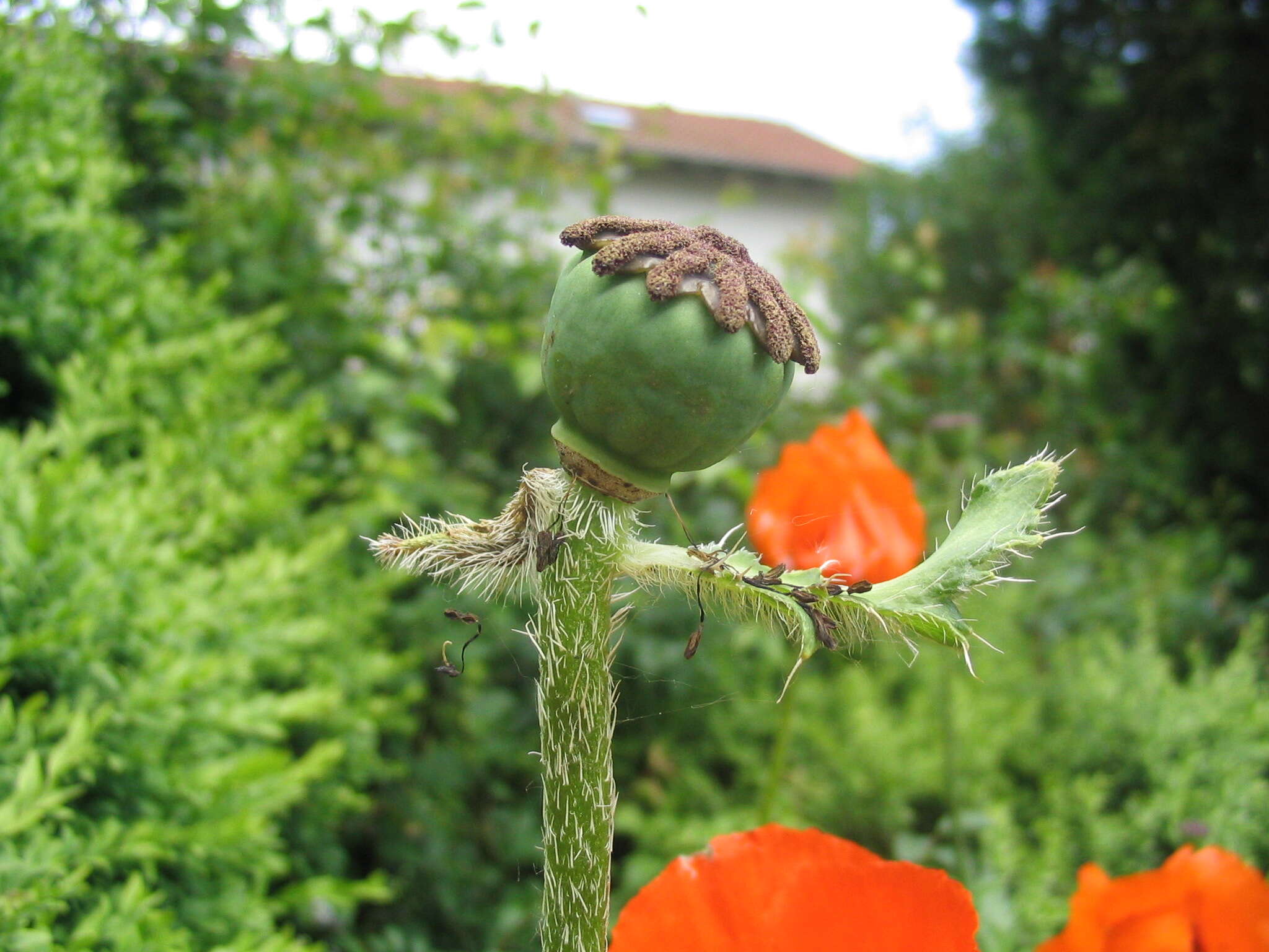 Image of Oriental poppy