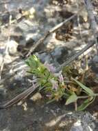 Слика од Stachys palaestina L.