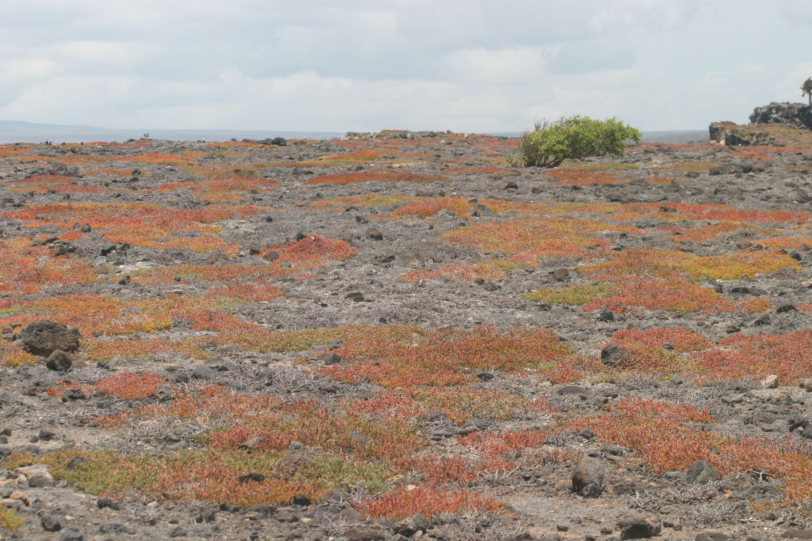 Image of Galapagos carpetweed