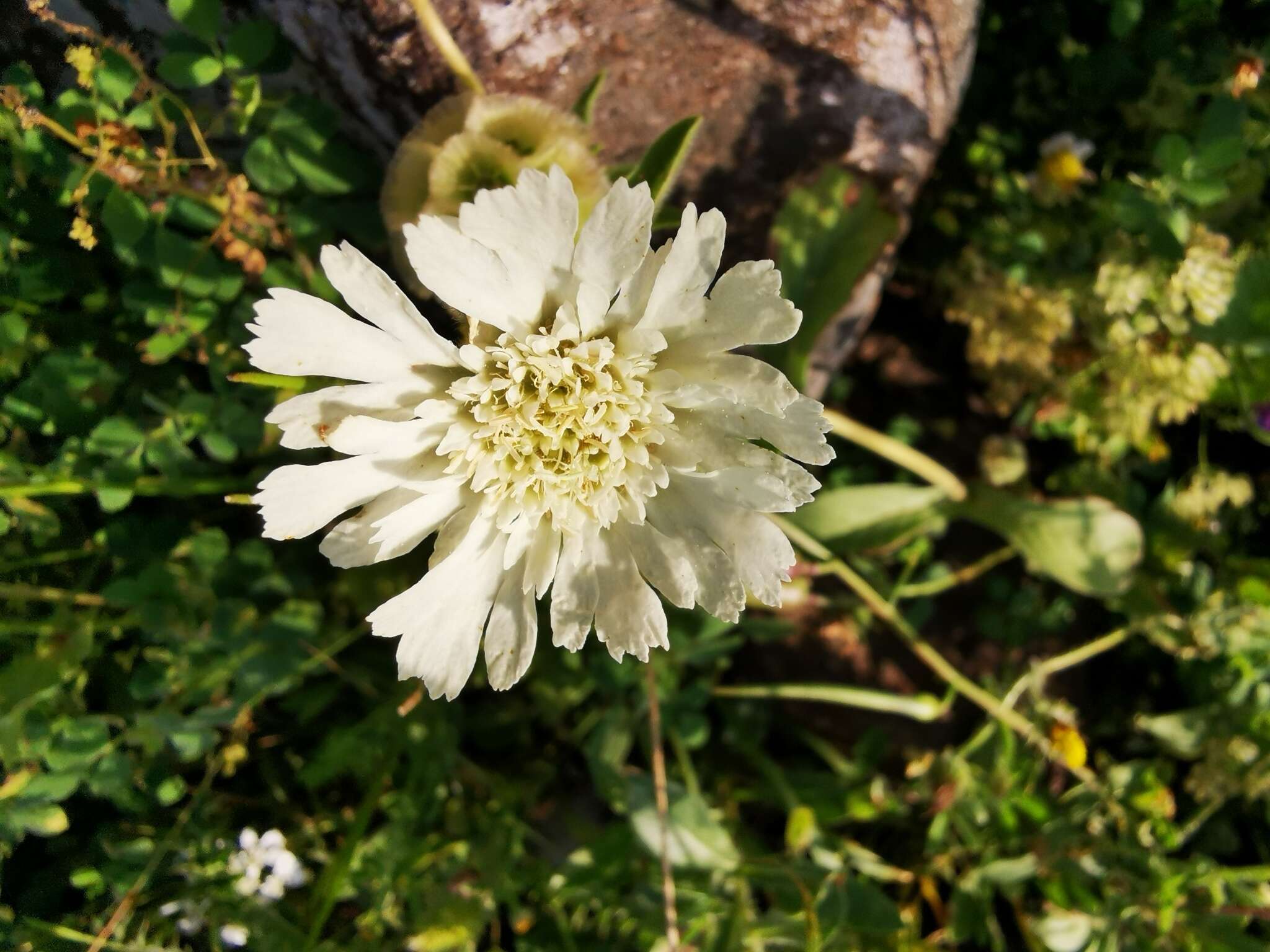 Image of Lomelosia prolifera (L.) W. Greuter & Burdet