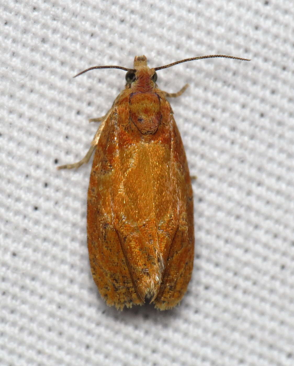 Olethreutes osmundana Fernald 1879 resmi