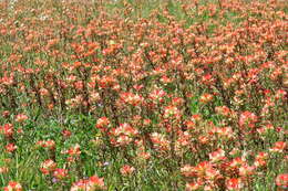 Image of entireleaf Indian paintbrush