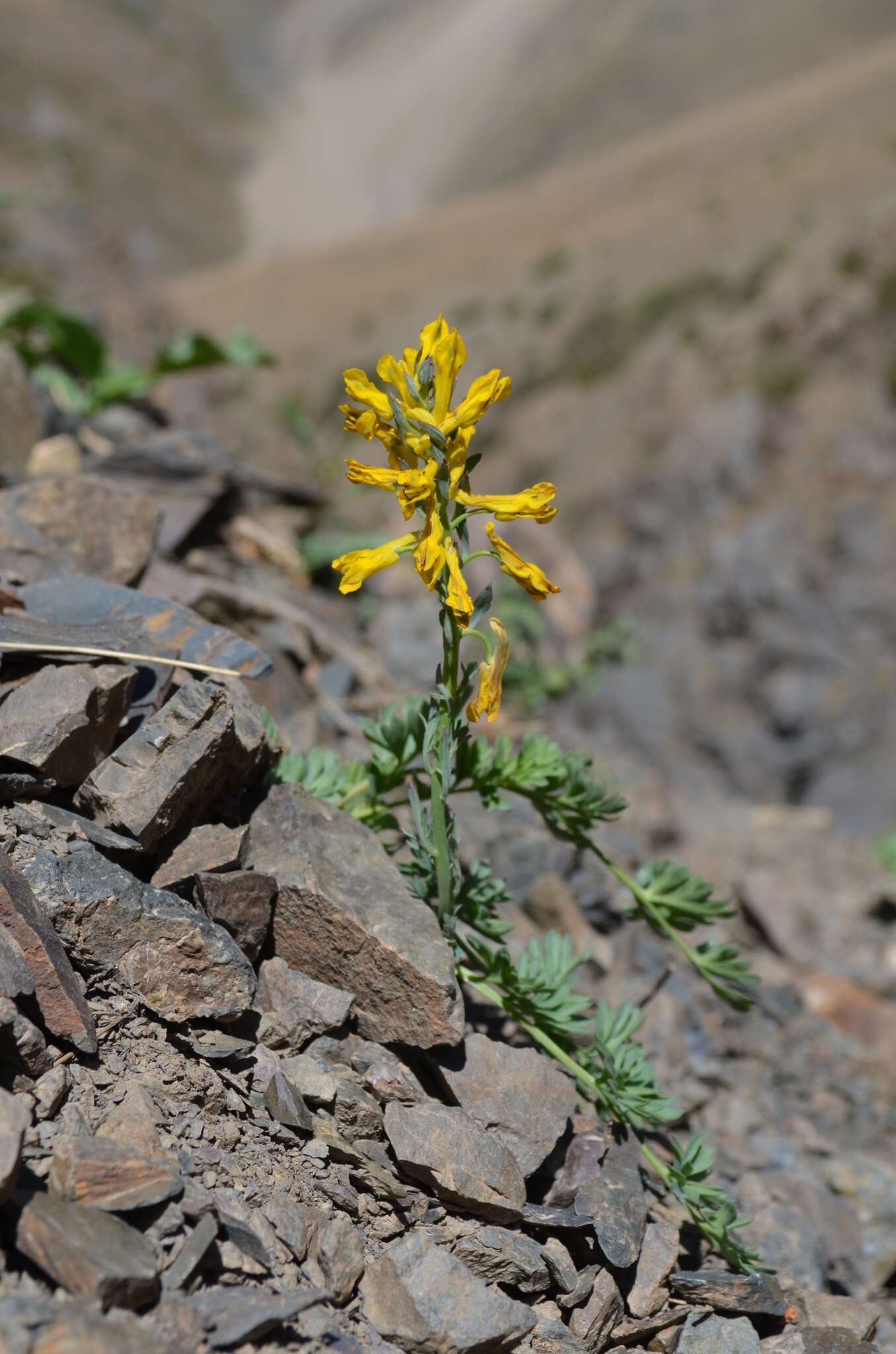 Image de Corydalis gortschakovii Schrenk