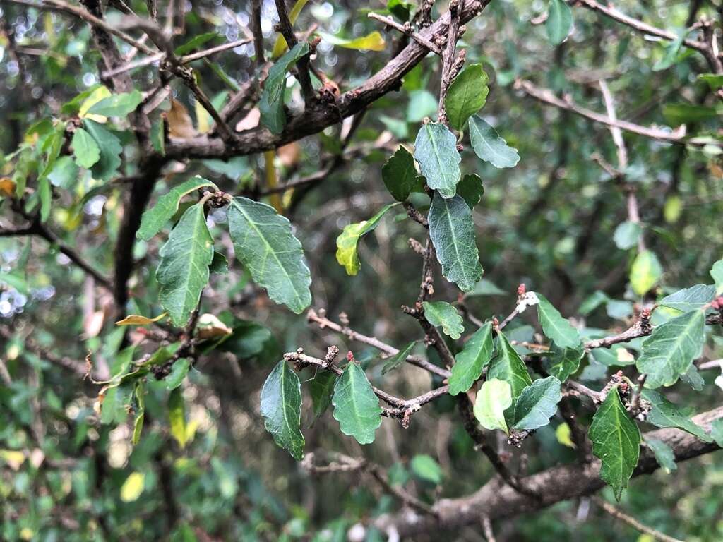 Imagem de Acalypha capillipes Müll. Arg.