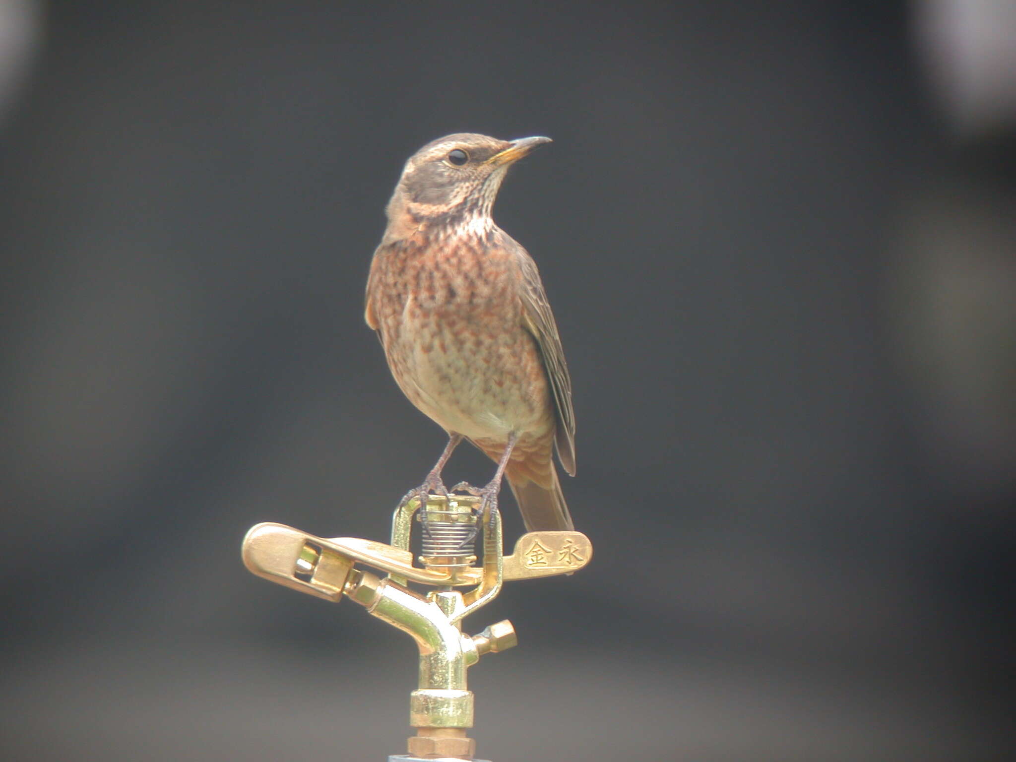 Image of Dusky Thrush