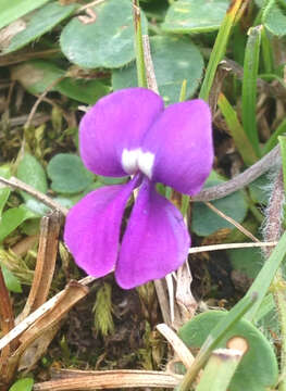 Image de Tibetia yunnanensis (Franch.) H. P. Tsui