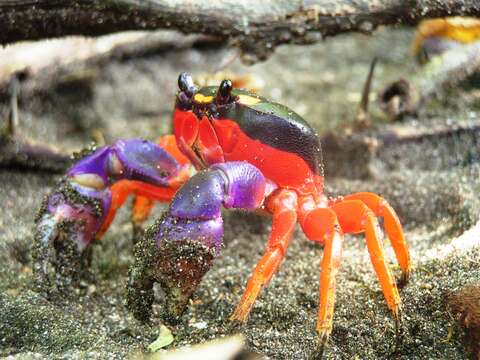 Image of Mexican Land Crab