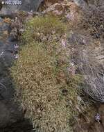 Image of Dianthus pendulus Boiss. & Bl.