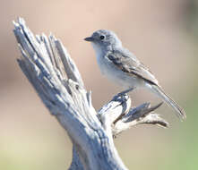 Image of Gray Vireo