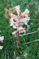 Image of clover broomrape