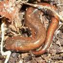Image of La Mucuy Salamander