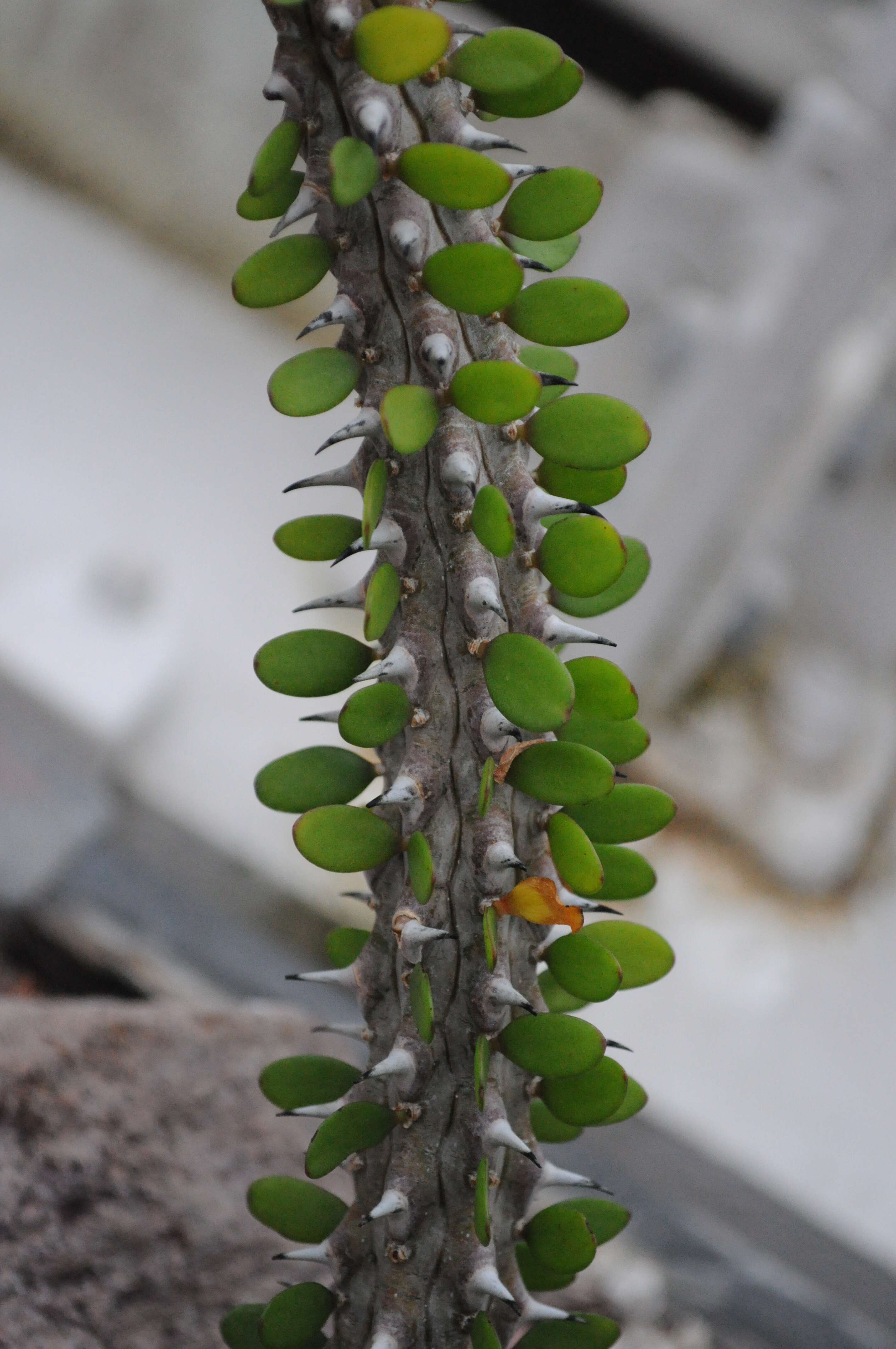 Image of Madagascan ocotillo