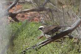 Image of Hall's Babbler