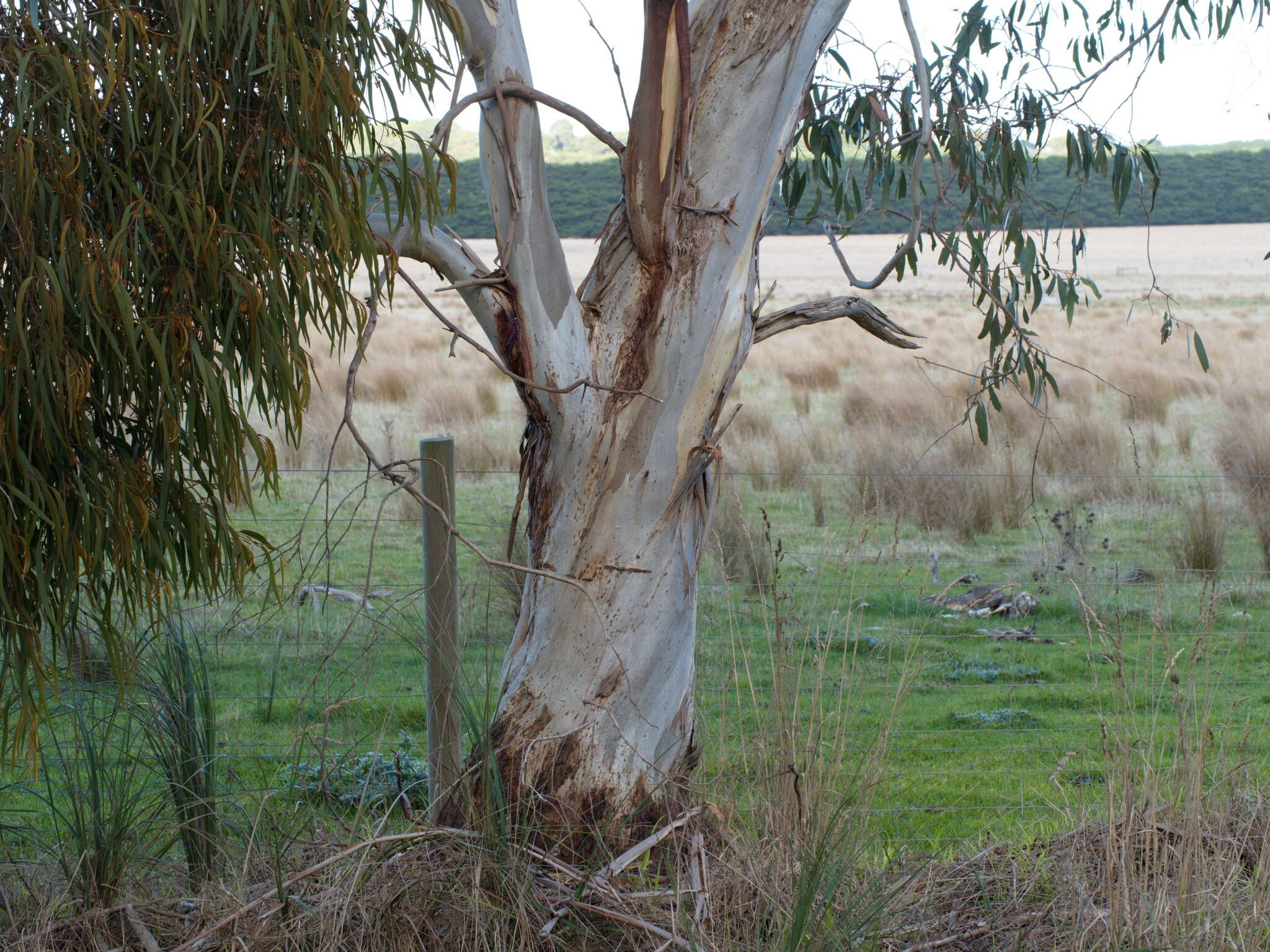 Plancia ëd Eucalyptus pauciflora subsp. pauciflora