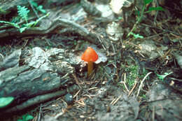 Image de Hygrophore conique