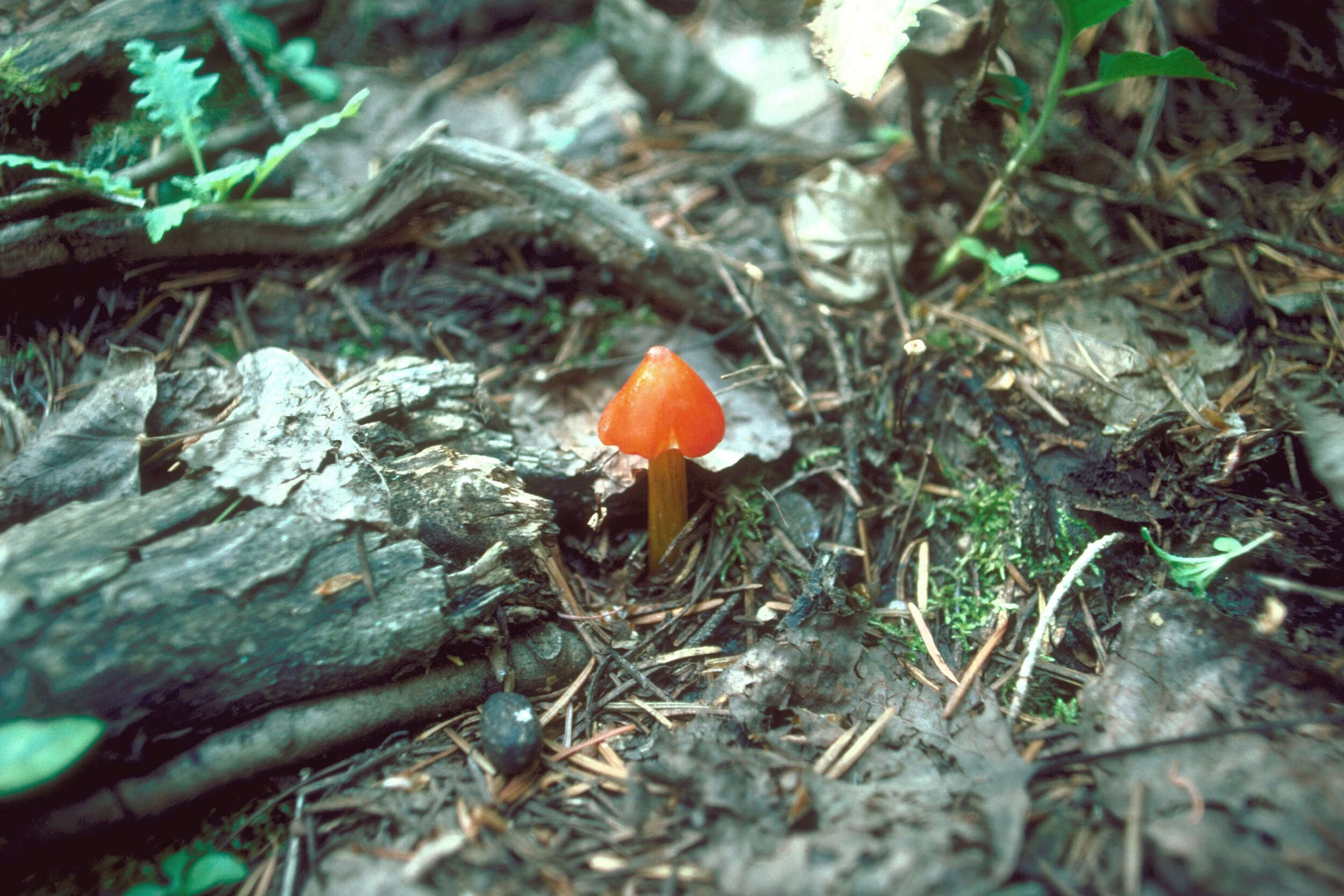 Image de Hygrophore conique