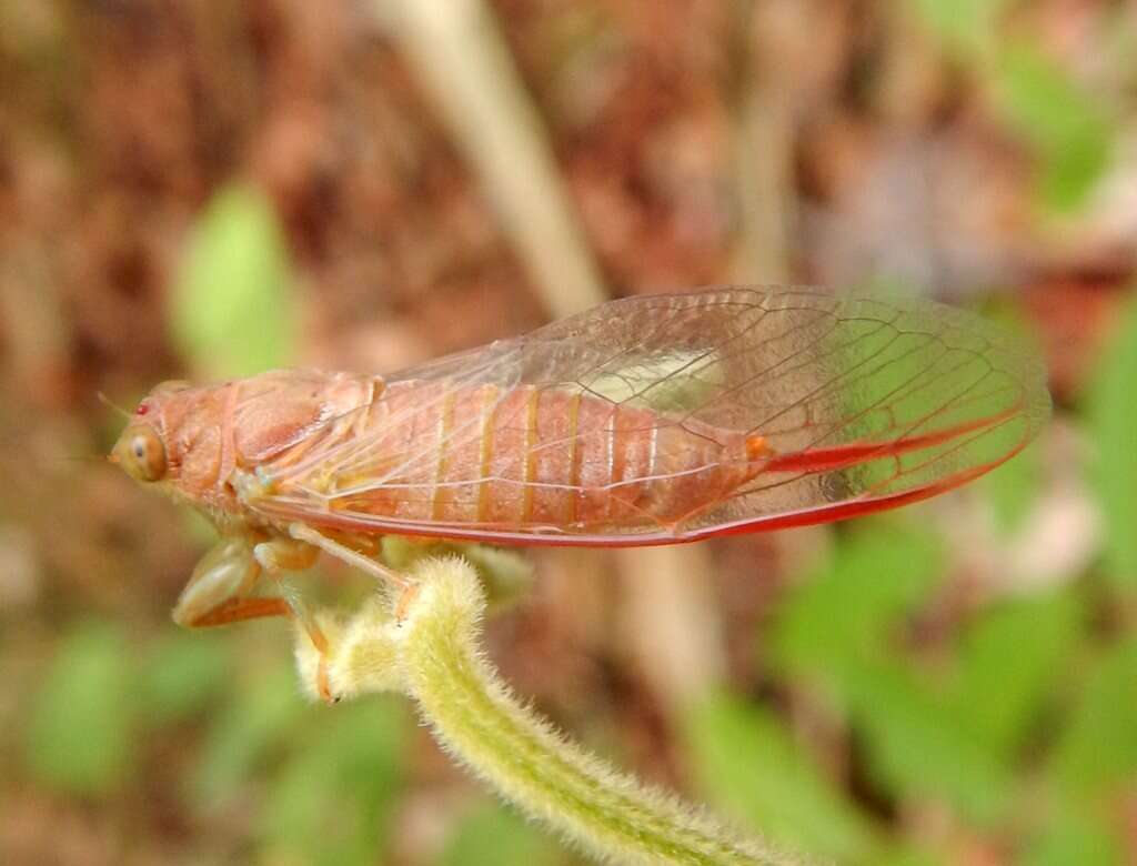 Taurella viridis (Ashton 1912)的圖片