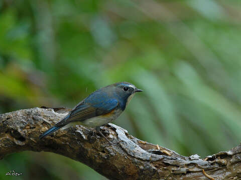 Image of Orange-flanked Bush-Robin