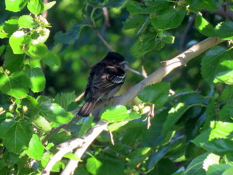 Image of White-winged Becard