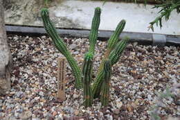 Слика од Euphorbia mammillaris L.