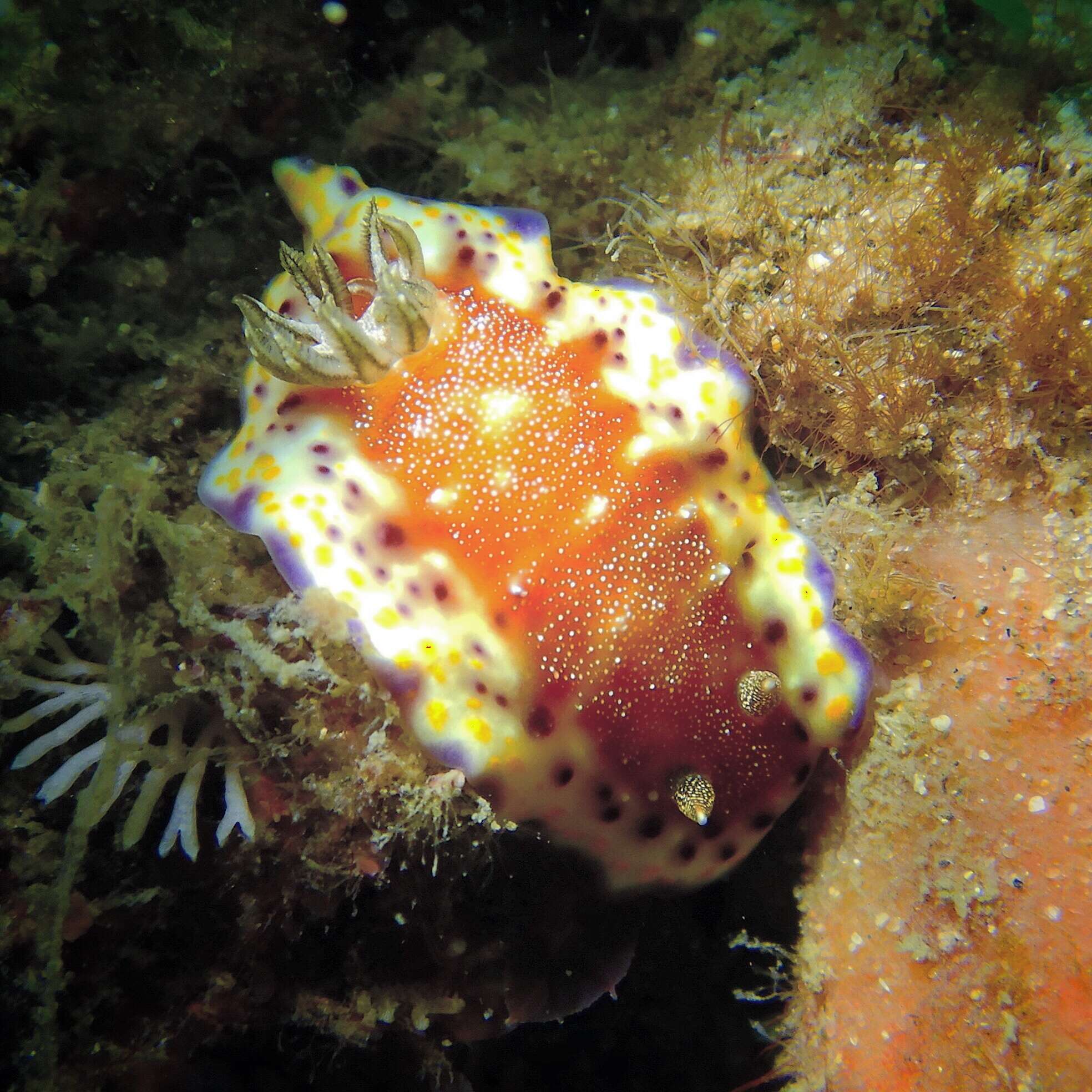 Image of Goniobranchus collingwoodi (Rudman 1987)