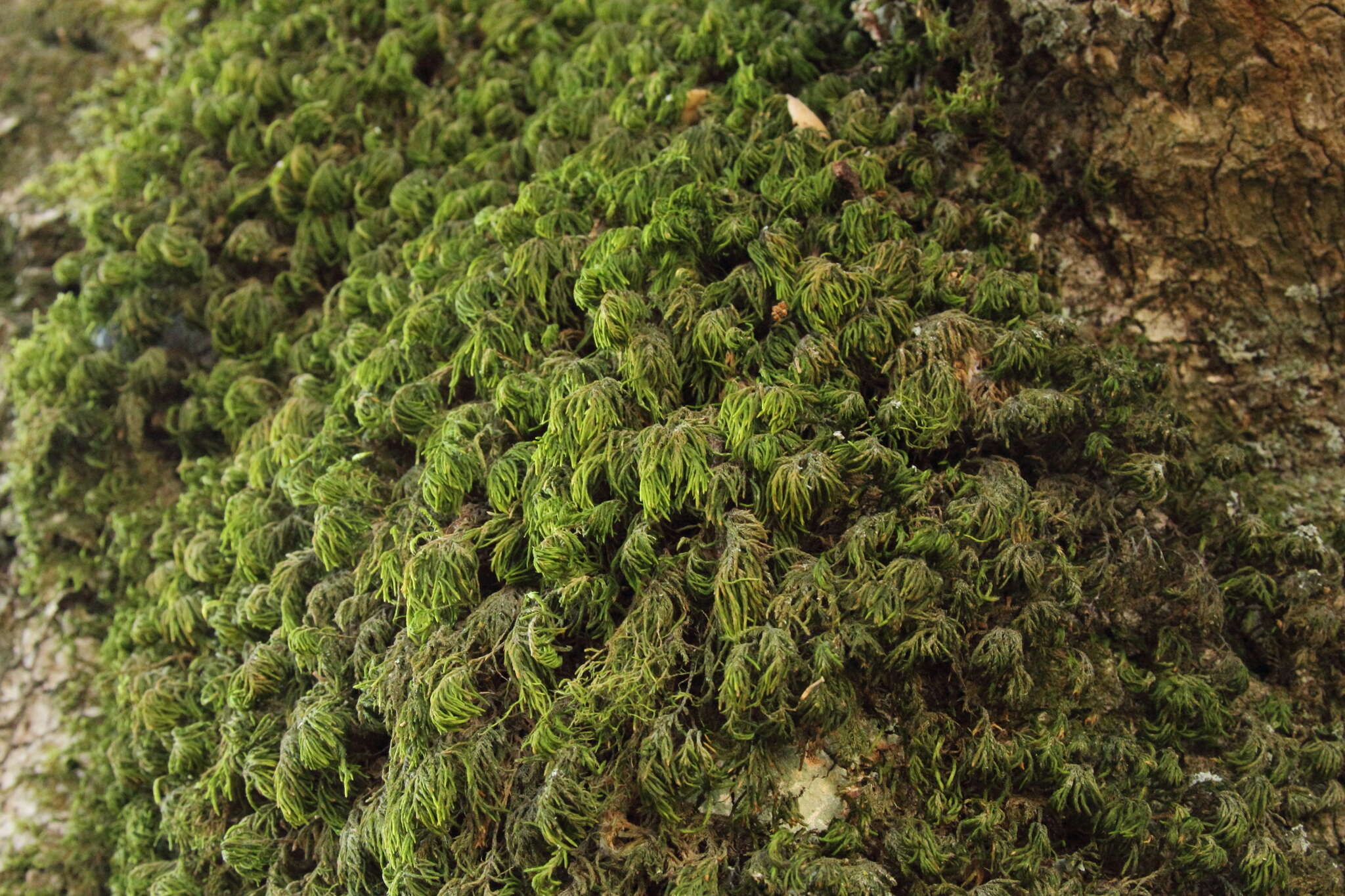 Image of dendroalsia moss