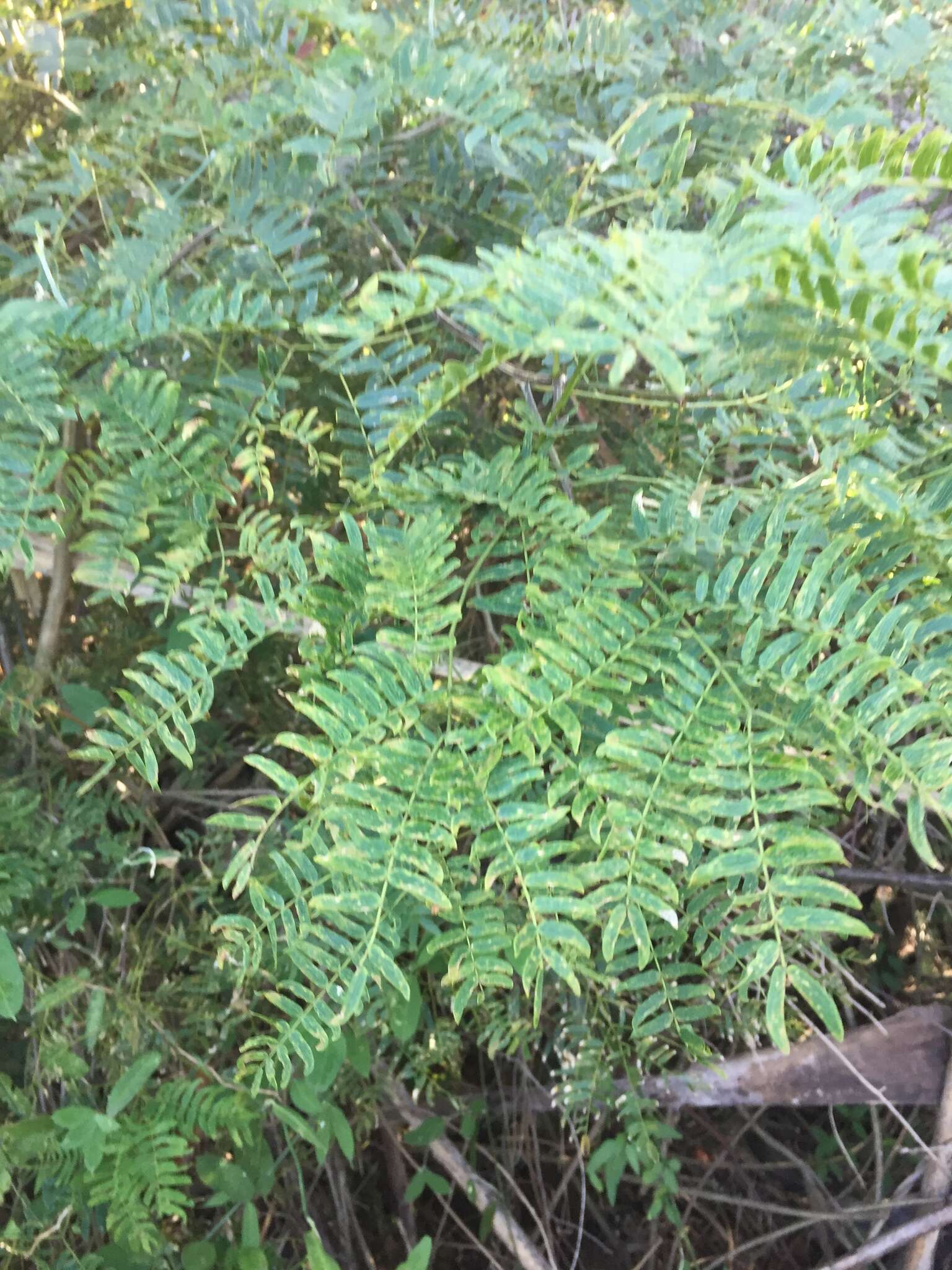 Image of Albizia inundata (Mart.) Barneby & J. W. Grimes