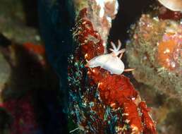 Image of White edge purple slug