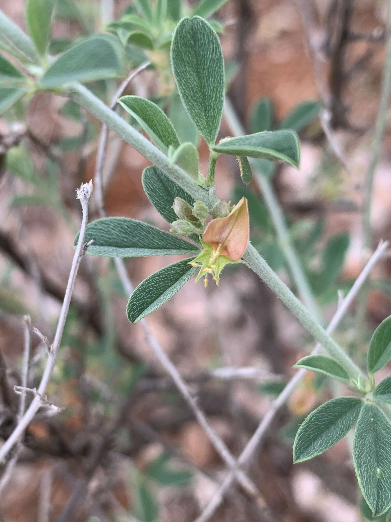 Слика од Indigofera bainesii Baker