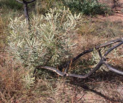 Plancia ëd Banksia attenuata R. Br.