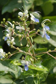 Image of Blue cat's whiskers