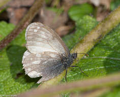 Coenonympha sunbecca Eversmann 1843的圖片