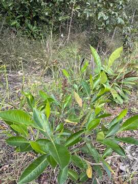 Image of Dodonaea polyandra Merr. & Perry