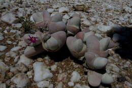 Imagem de Gibbaeum pubescens (Lettsom ex Haw.) N. E. Br.