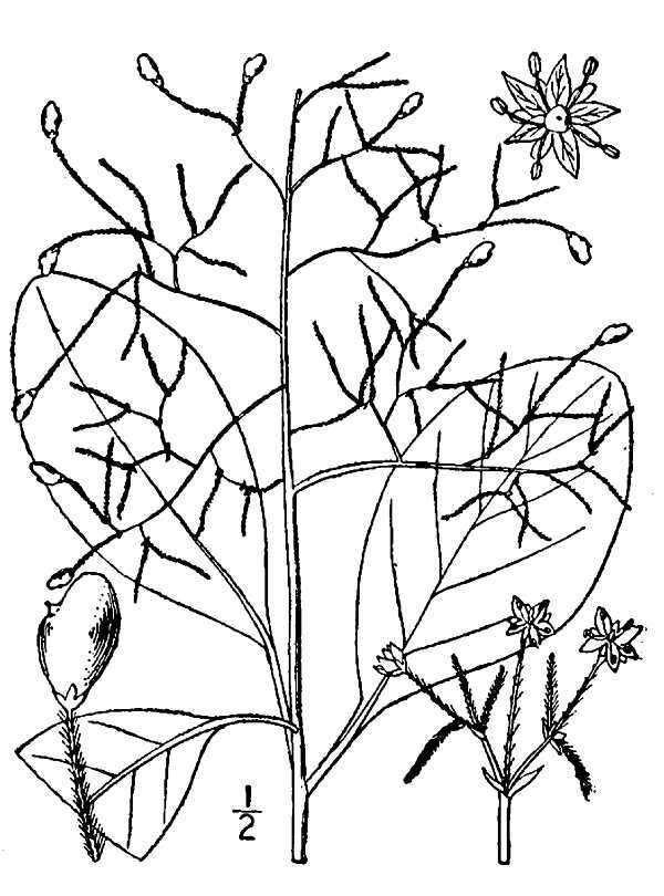 Image de Cotinus obovatus Raf.