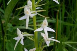 Image of lesser butterfly-orchid