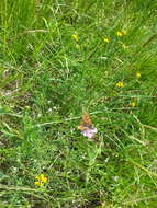 Image of Euphydryas aurinia provincialis (Boisduval 1828)