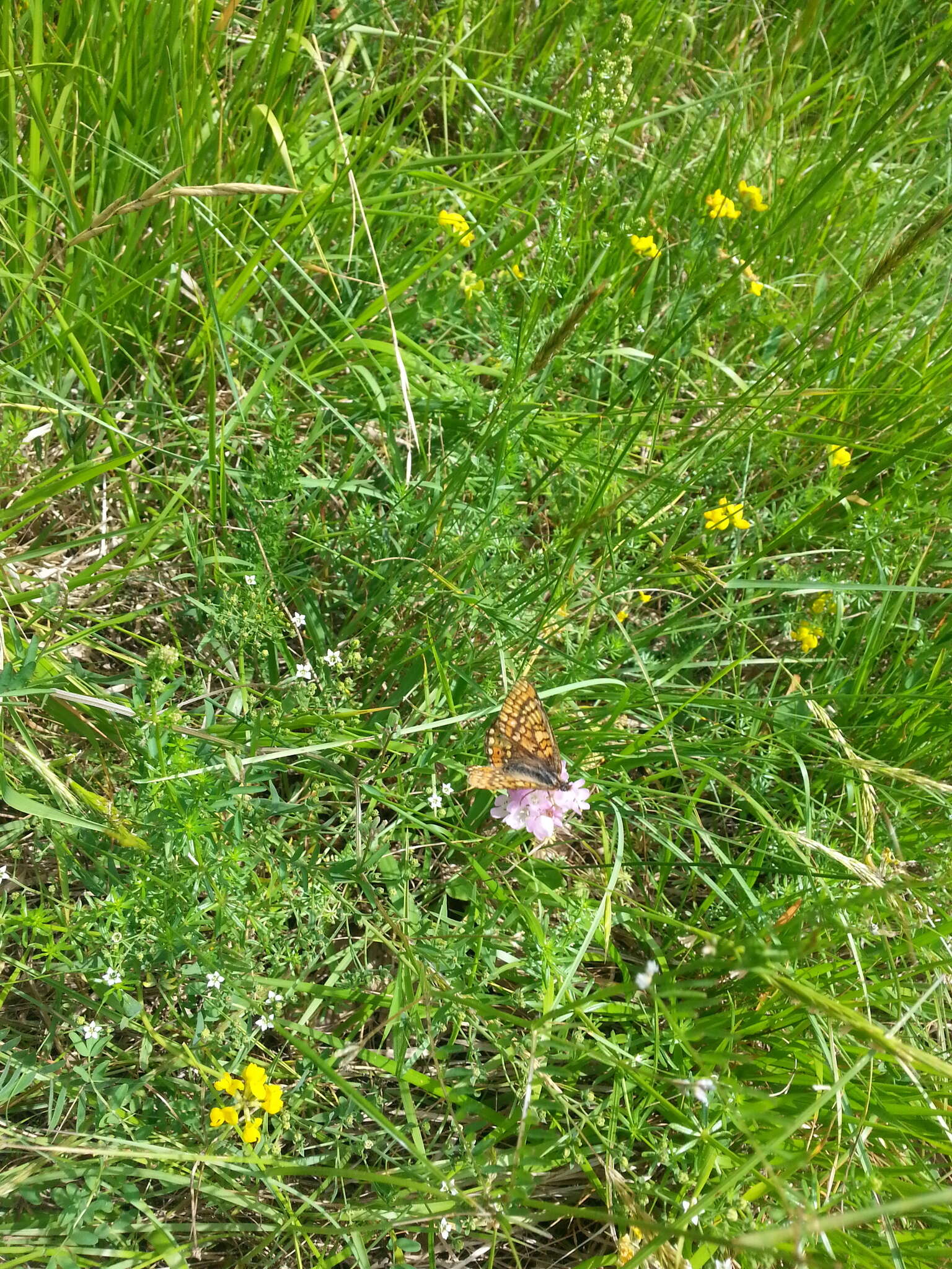 Euphydryas aurinia provincialis (Boisduval 1828)的圖片