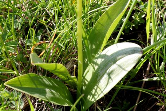 Image of lesser butterfly-orchid