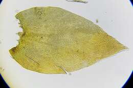 Image of <i>Nogopterium gracile</i>