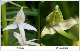 Слика од Platanthera chlorantha (Custer) Rchb.