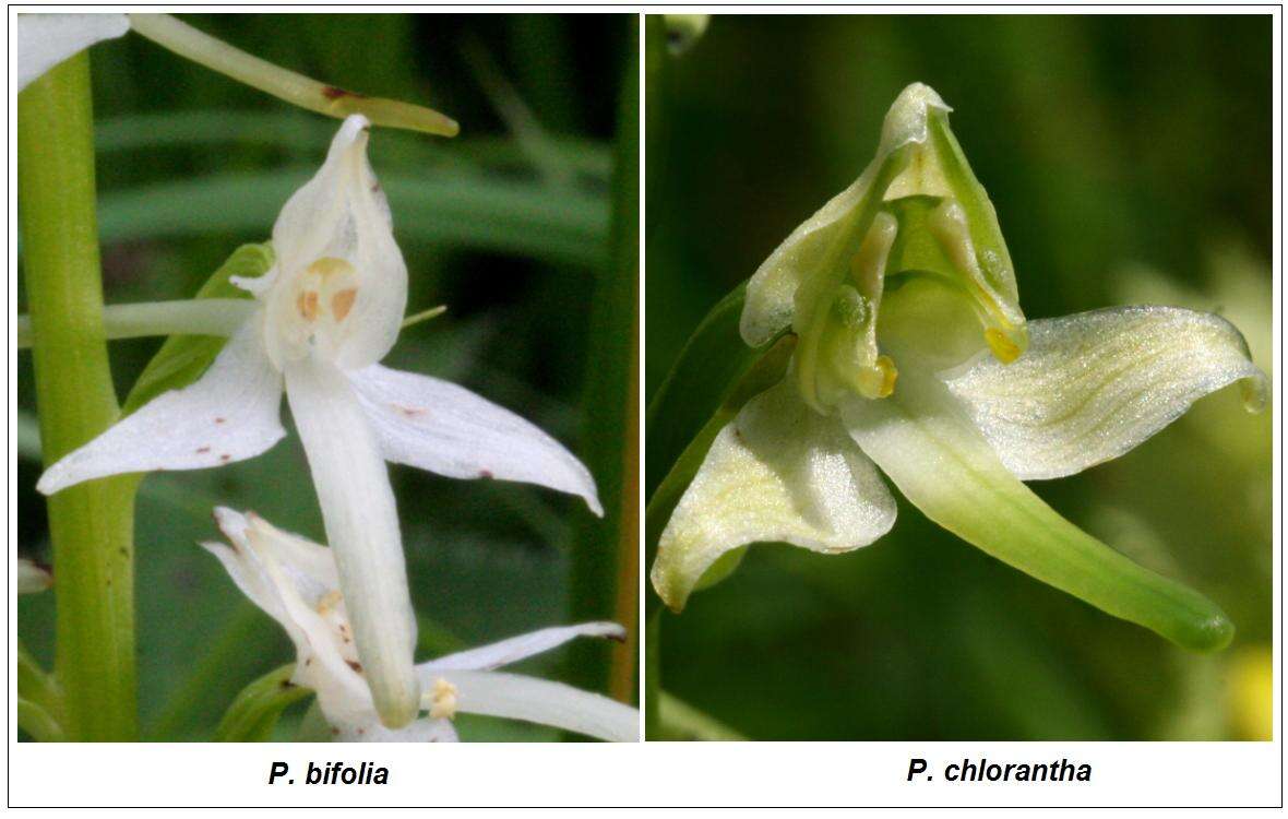 Слика од Platanthera chlorantha (Custer) Rchb.