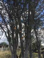 Image of Bonellia macrocarpa subsp. pungens (A. Gray) B. Ståhl & Källersjö