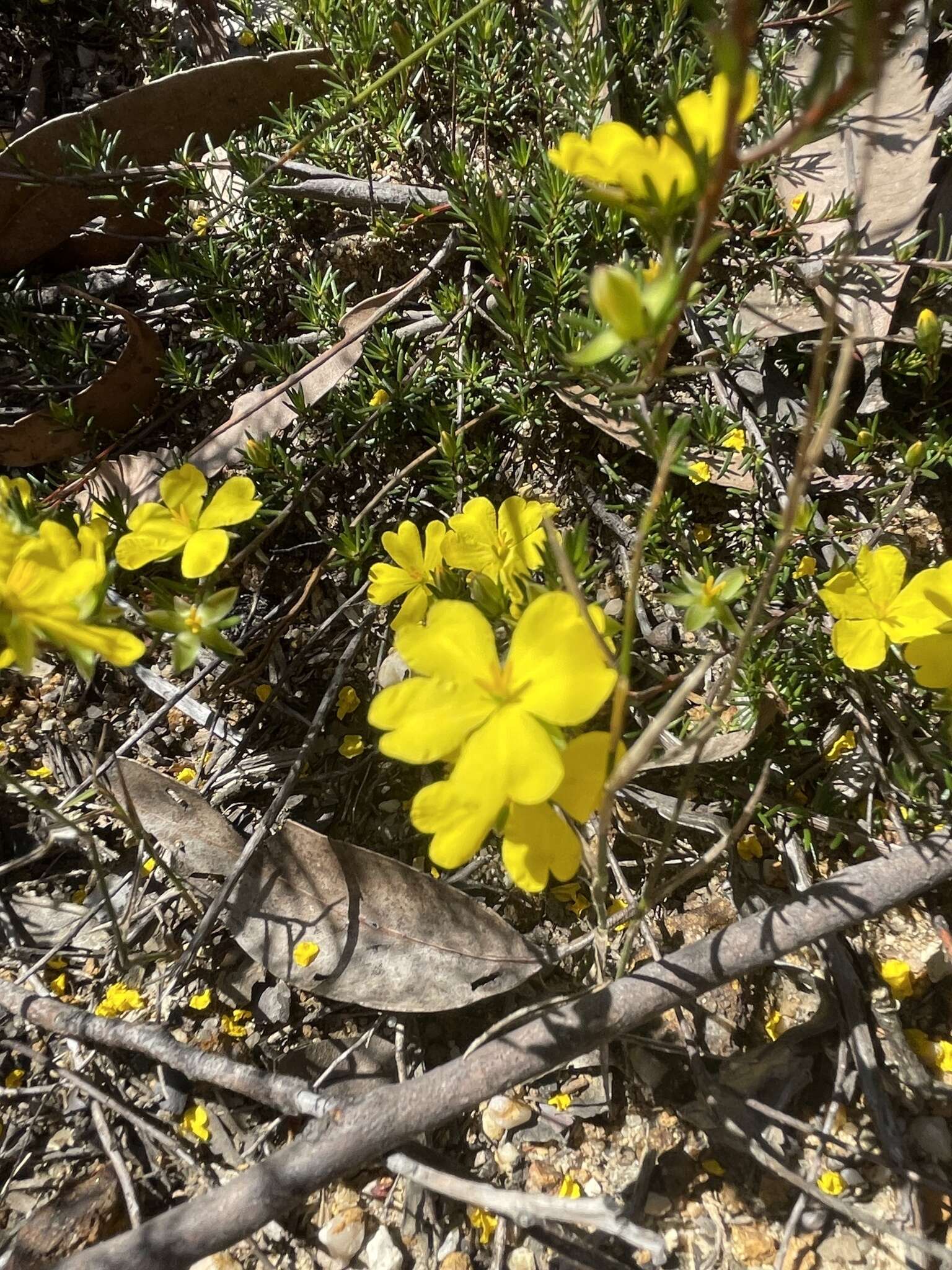 Plancia ëd Hibbertia pustulata Toelken