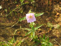 Image of Osbeckia chinensis L.