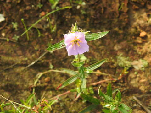 Image of Osbeckia chinensis L.