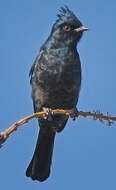 Image of Phainopepla Baird & SF 1858