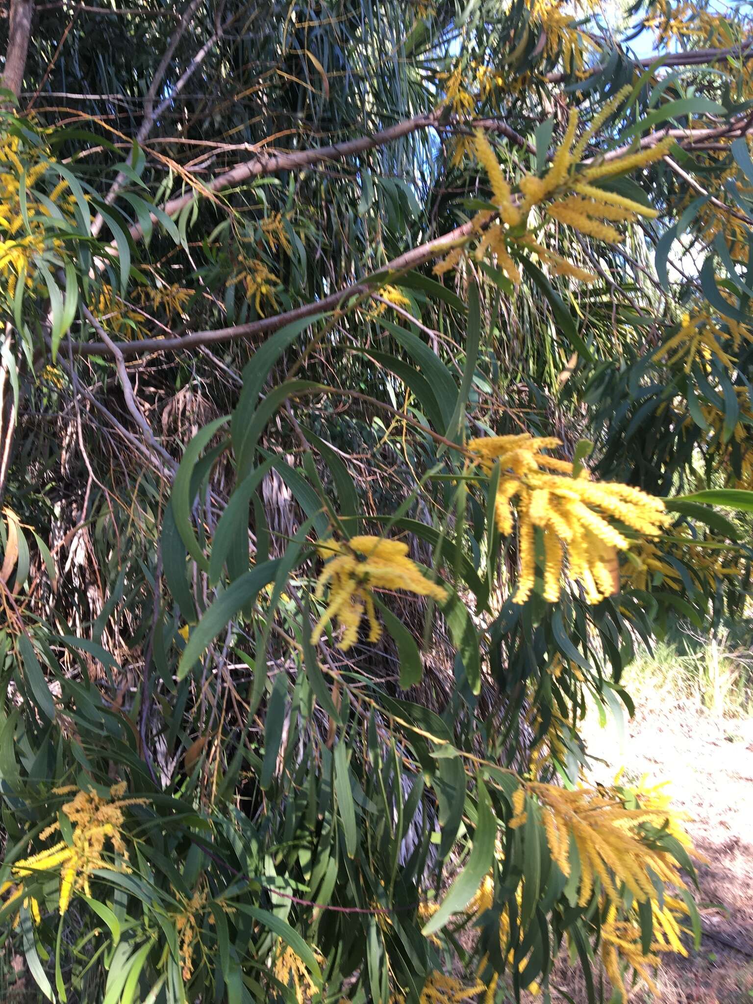 Image of Acacia leptocarpa A. Cunn. ex Benth.